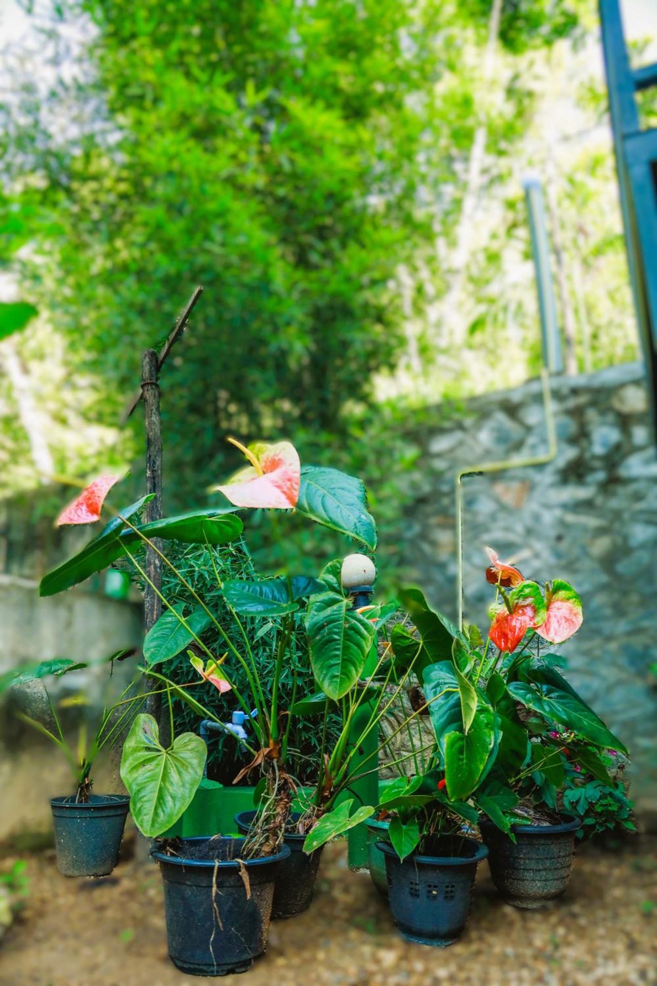 Dinaro Guest Hotel Ella Exterior photo